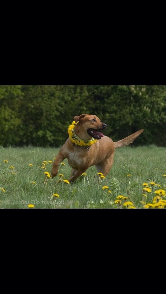 Blanding af racer Money *højt elsket himmelhund* billede 28