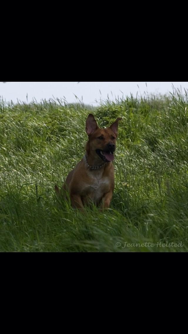 Blanding af racer Money *højt elsket himmelhund* billede 30
