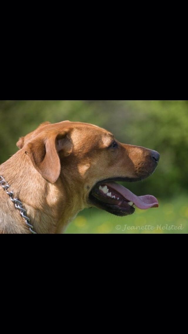 Blanding af racer Money *højt elsket himmelhund* billede 31