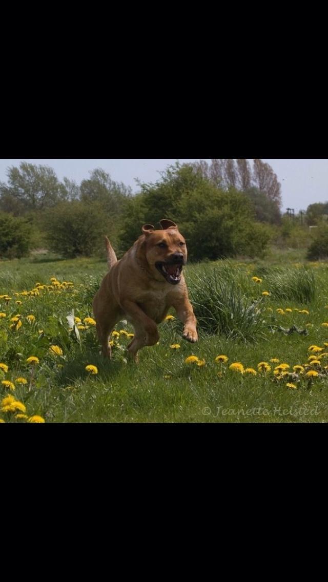 Blanding af racer Money *højt elsket himmelhund* billede 29