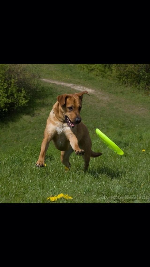 Blanding af racer Money *højt elsket himmelhund* billede 32