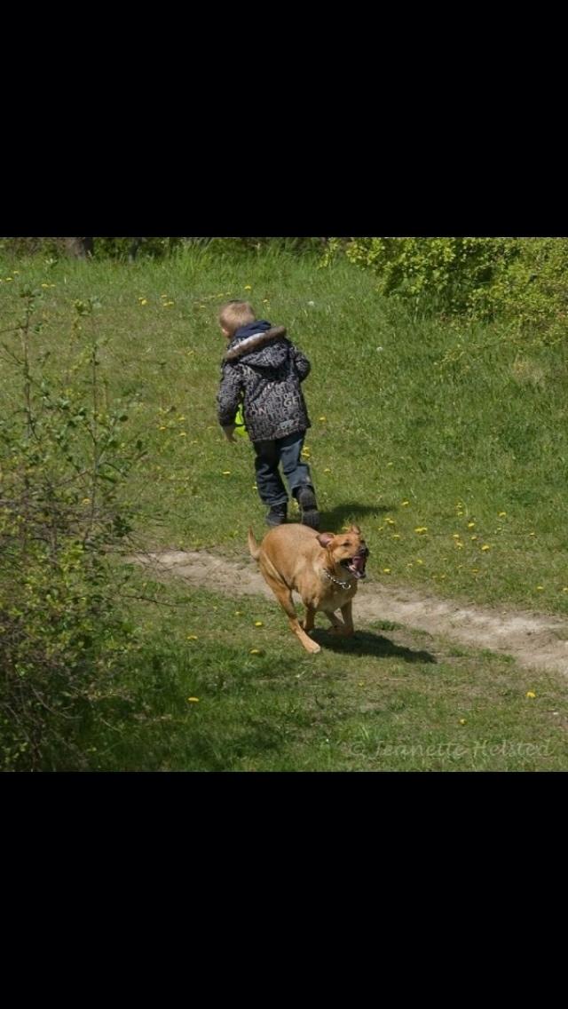 Blanding af racer Money *højt elsket himmelhund* billede 33