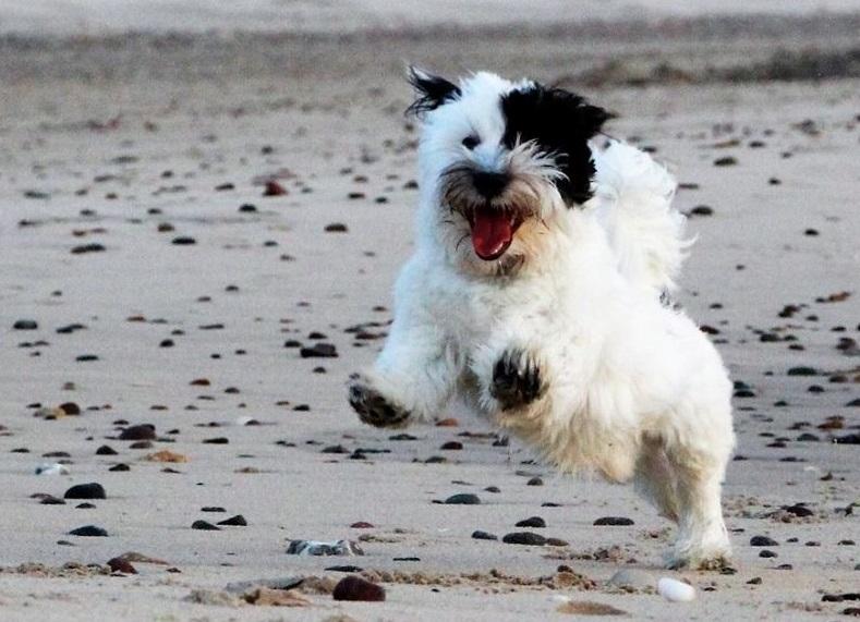 Bichon havanais Anton billede 2