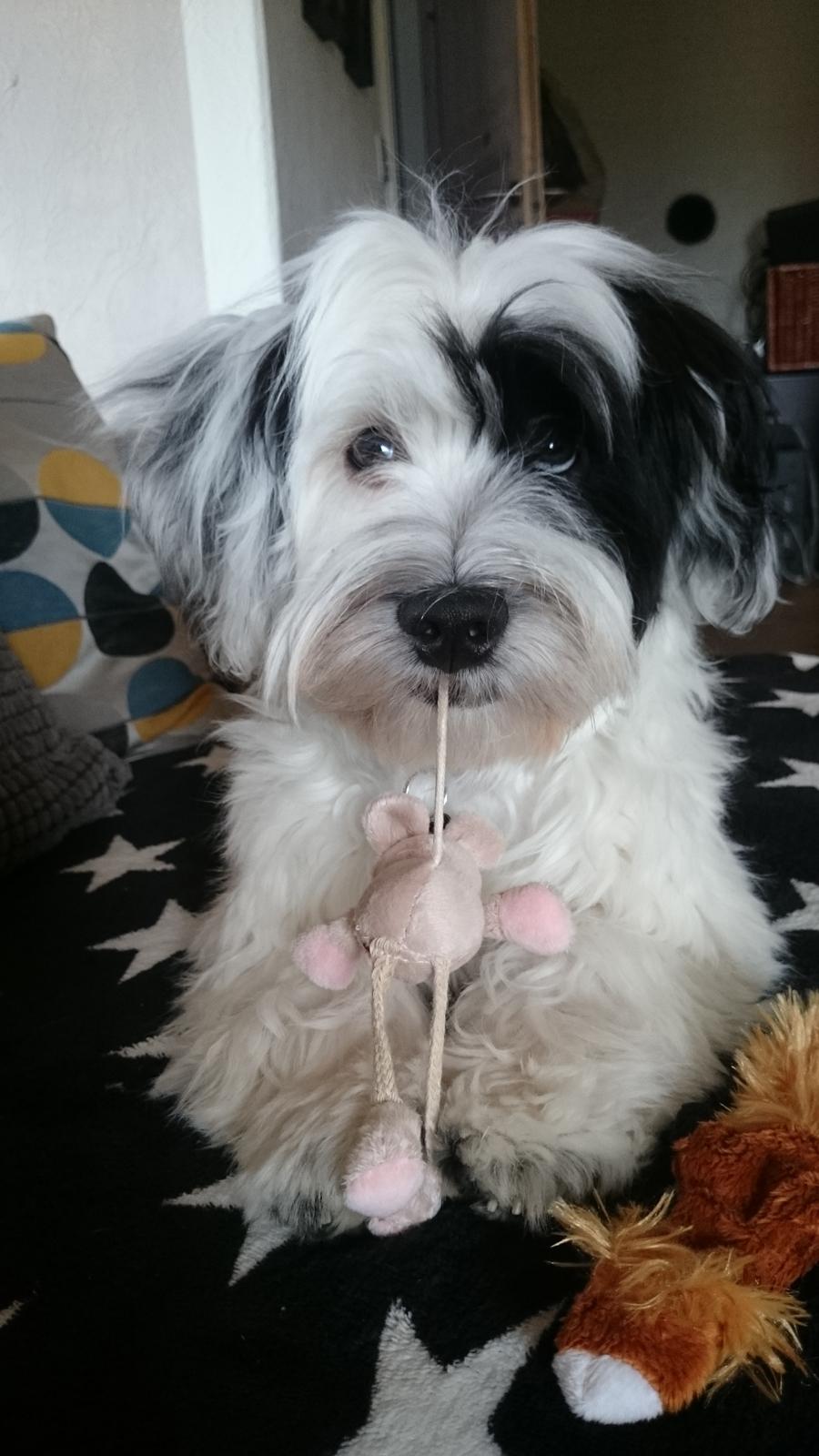 Bichon havanais Anton - Anton med Dinglemusen billede 5