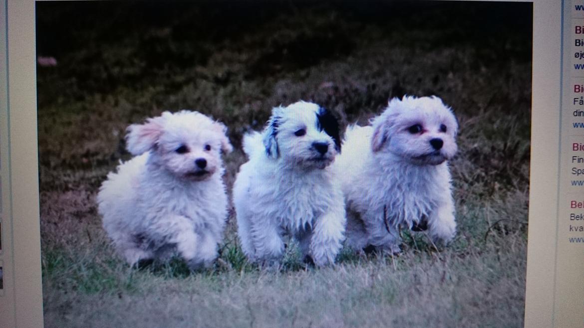 Bichon havanais Anton billede 7