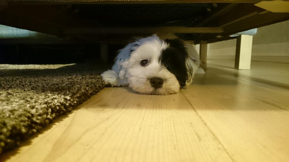 Bichon havanais Anton billede 9