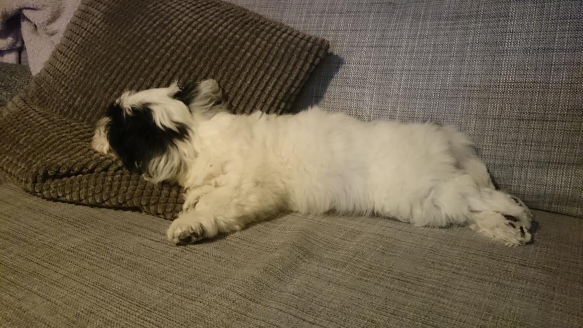 Bichon havanais Anton - Sofaslænger.dk billede 10