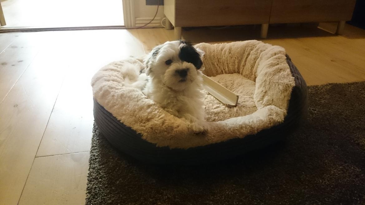 Bichon havanais Anton billede 11