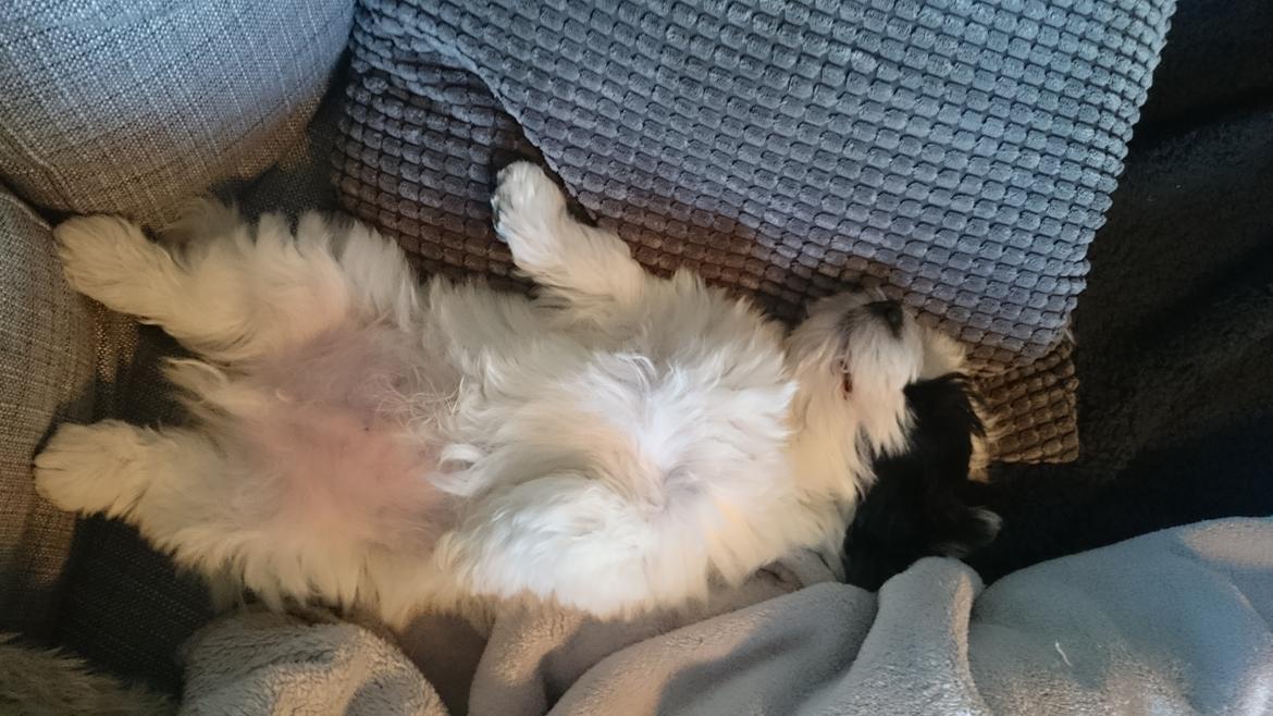 Bichon havanais Anton - Ja, sådan klarede Anton sin første nytårsaften. billede 12