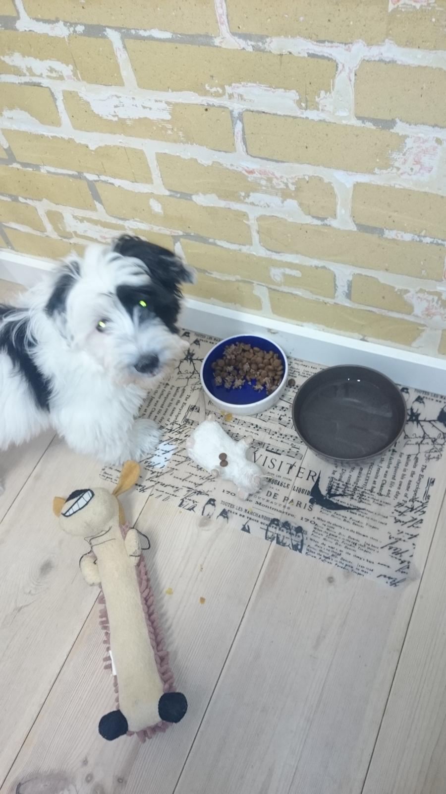 Bichon havanais Anton - Anton deler gerne sin mad med vennerne. Tjek musen på maven. billede 16