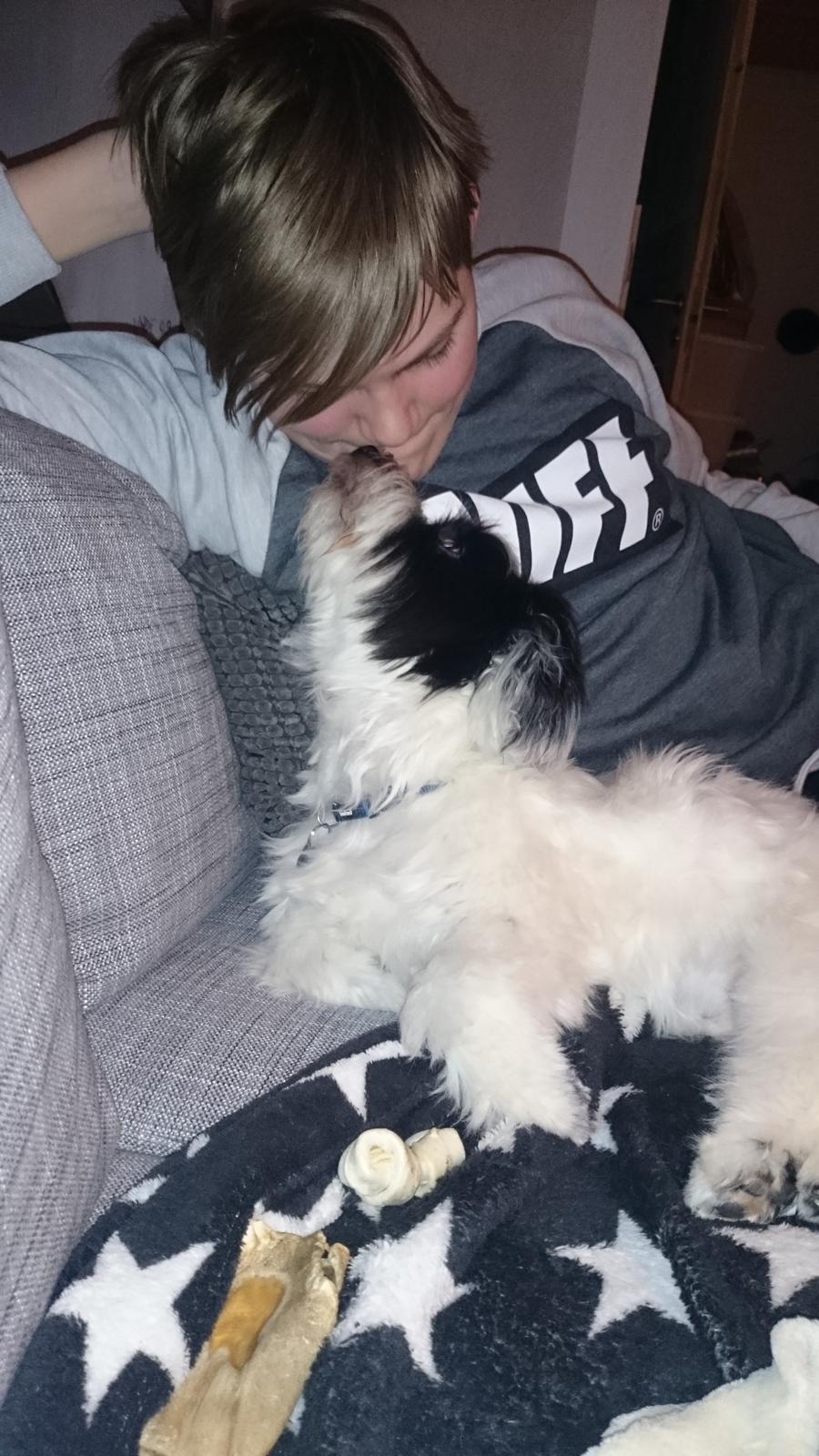 Bichon havanais Anton billede 20