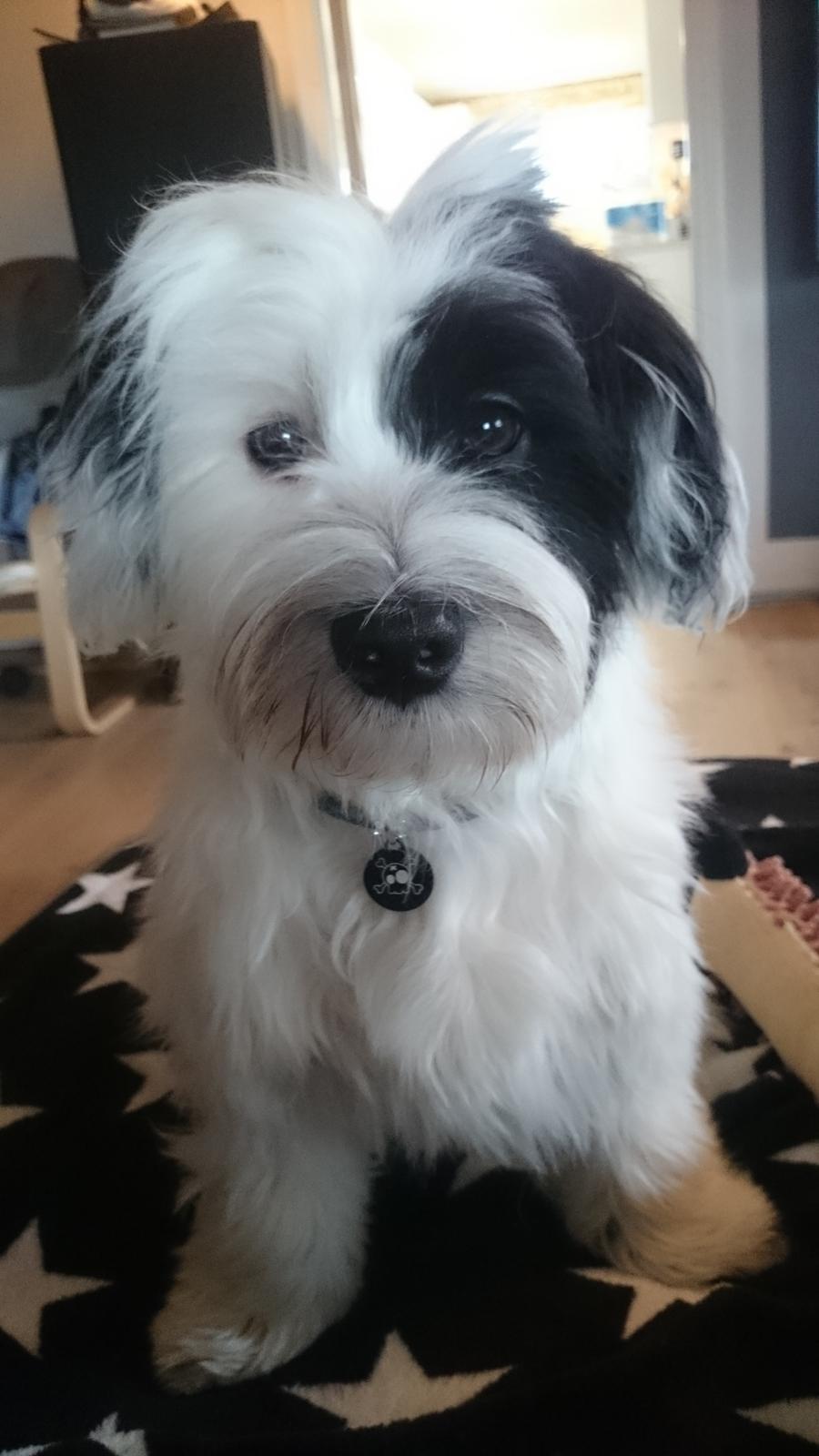 Bichon havanais Anton billede 21