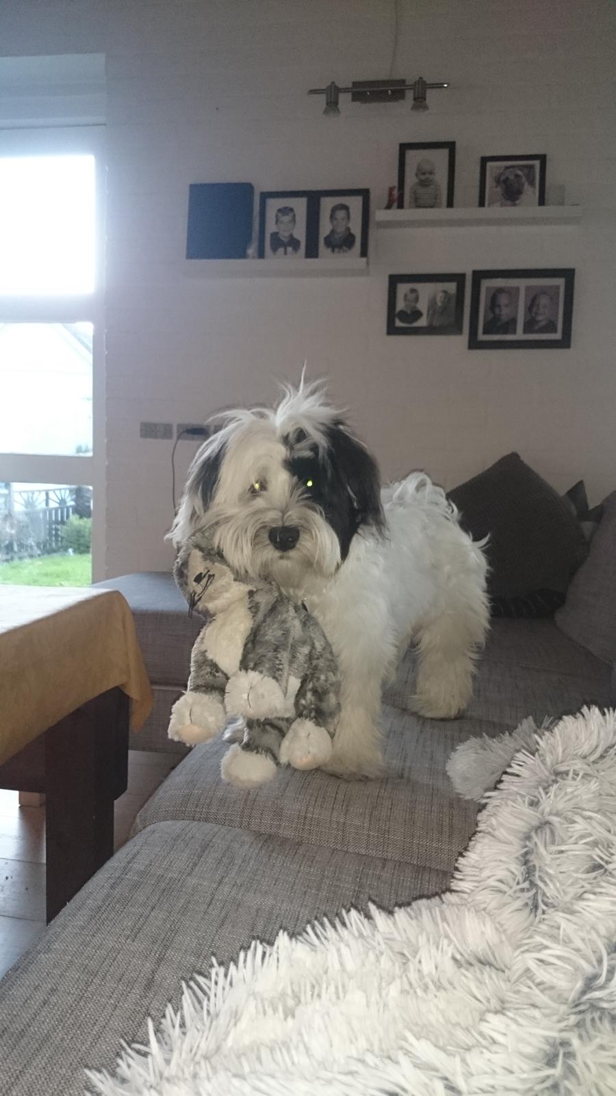 Bichon havanais Anton - Anton og missekatten. billede 22