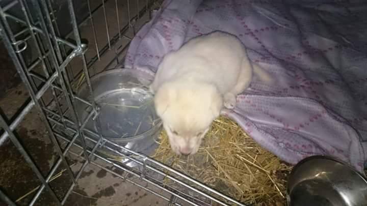 Blanding af racer luna billede 2