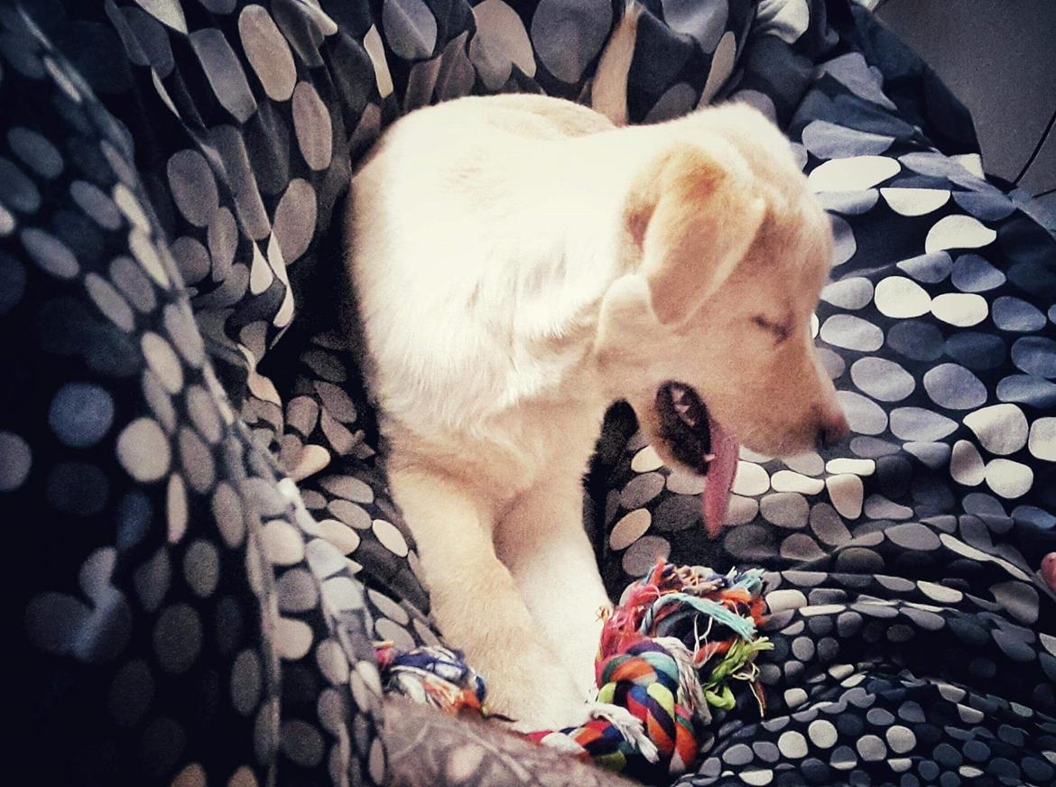 Blanding af racer luna billede 5