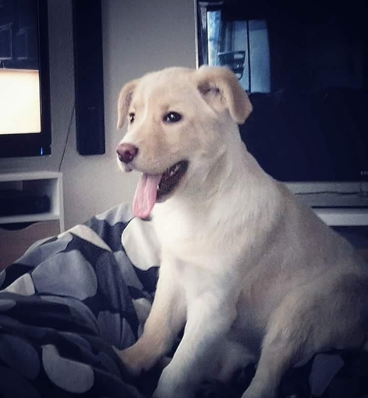 Blanding af racer luna billede 6