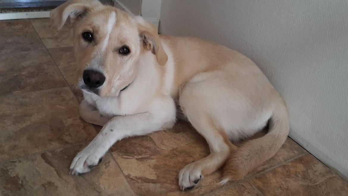 Blanding af racer luna billede 9