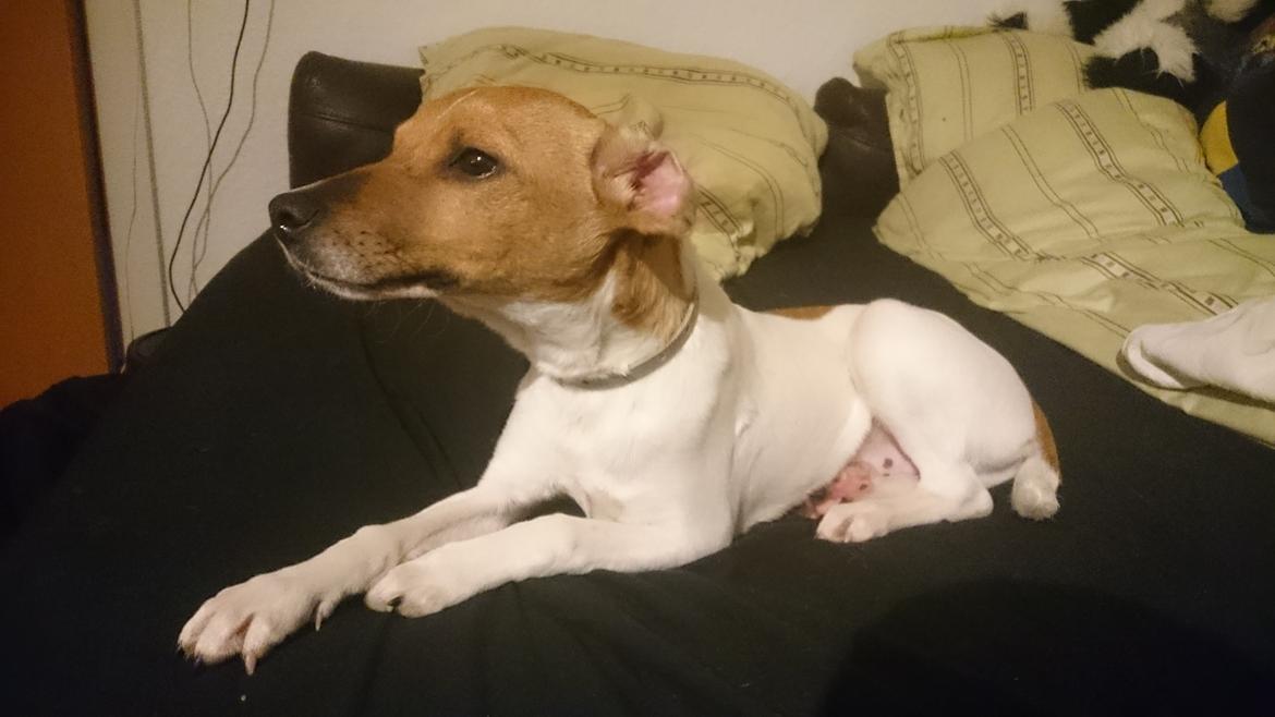 Dansk svensk gaardhund Jack billede 5