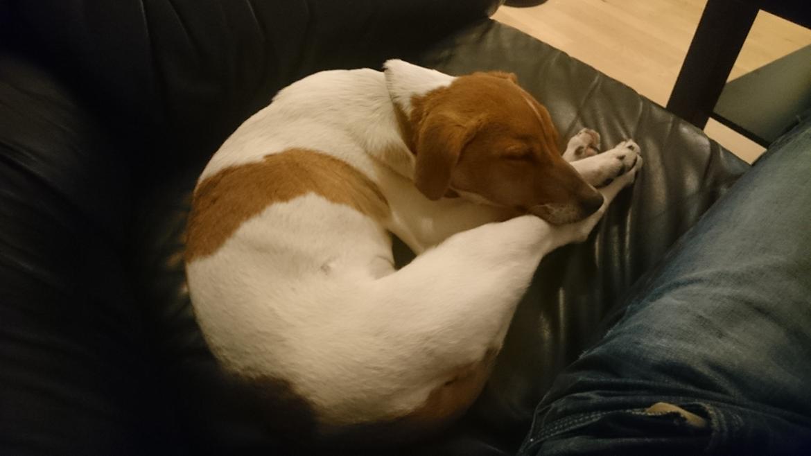 Dansk svensk gaardhund Jack billede 4