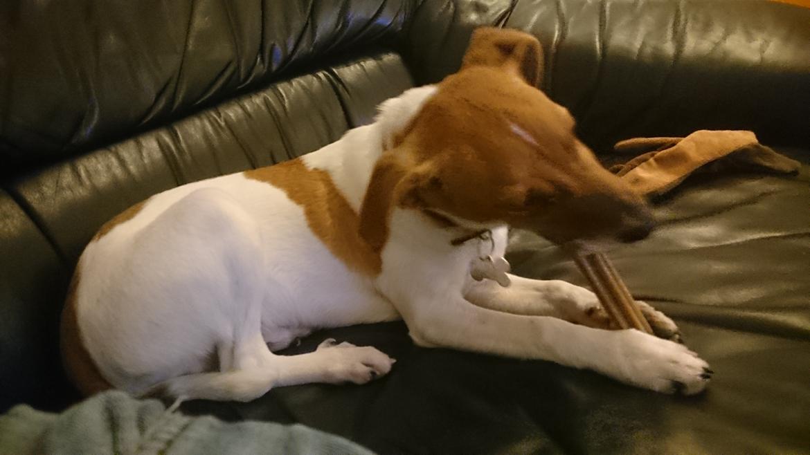 Dansk svensk gaardhund Jack billede 7