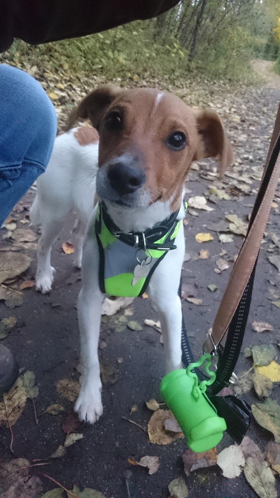 Dansk svensk gaardhund Jack billede 8