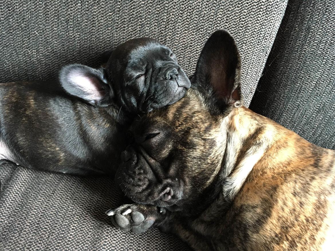 Fransk bulldog Molosshuset Helium - "Pippa" billede 12