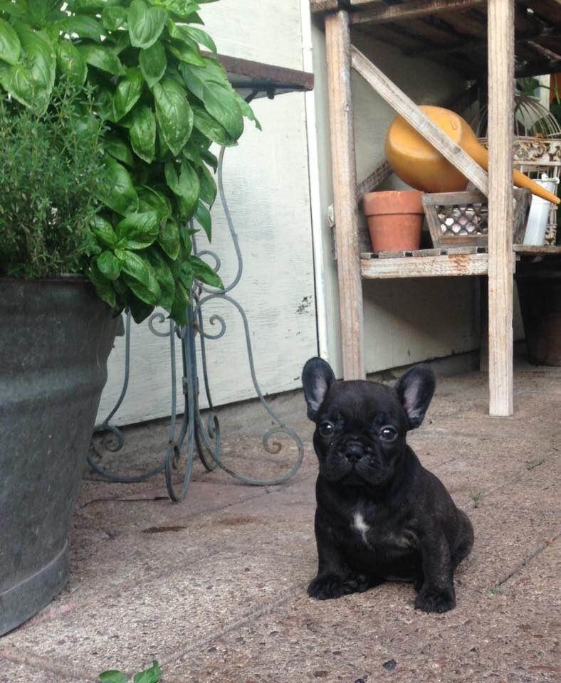 Fransk bulldog Molosshuset Helium - "Pippa" billede 9