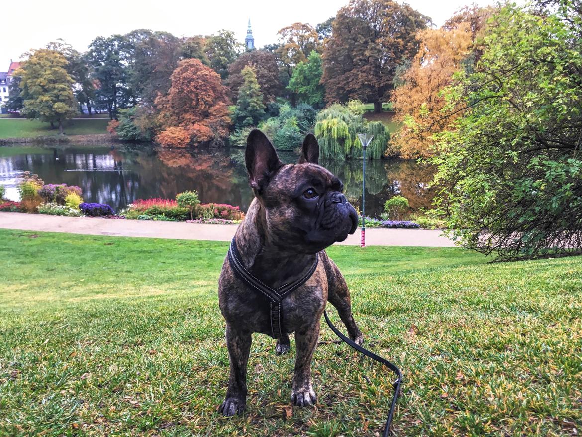 Fransk bulldog Venges Montpellier - "Michelin" billede 1