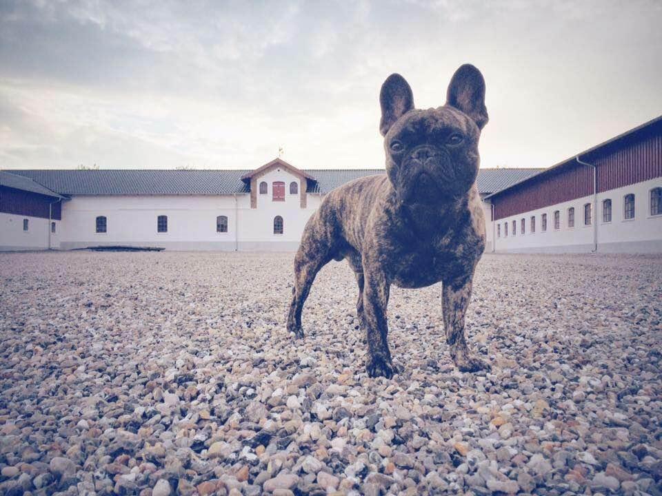 Fransk bulldog Venges Montpellier - "Michelin" billede 2