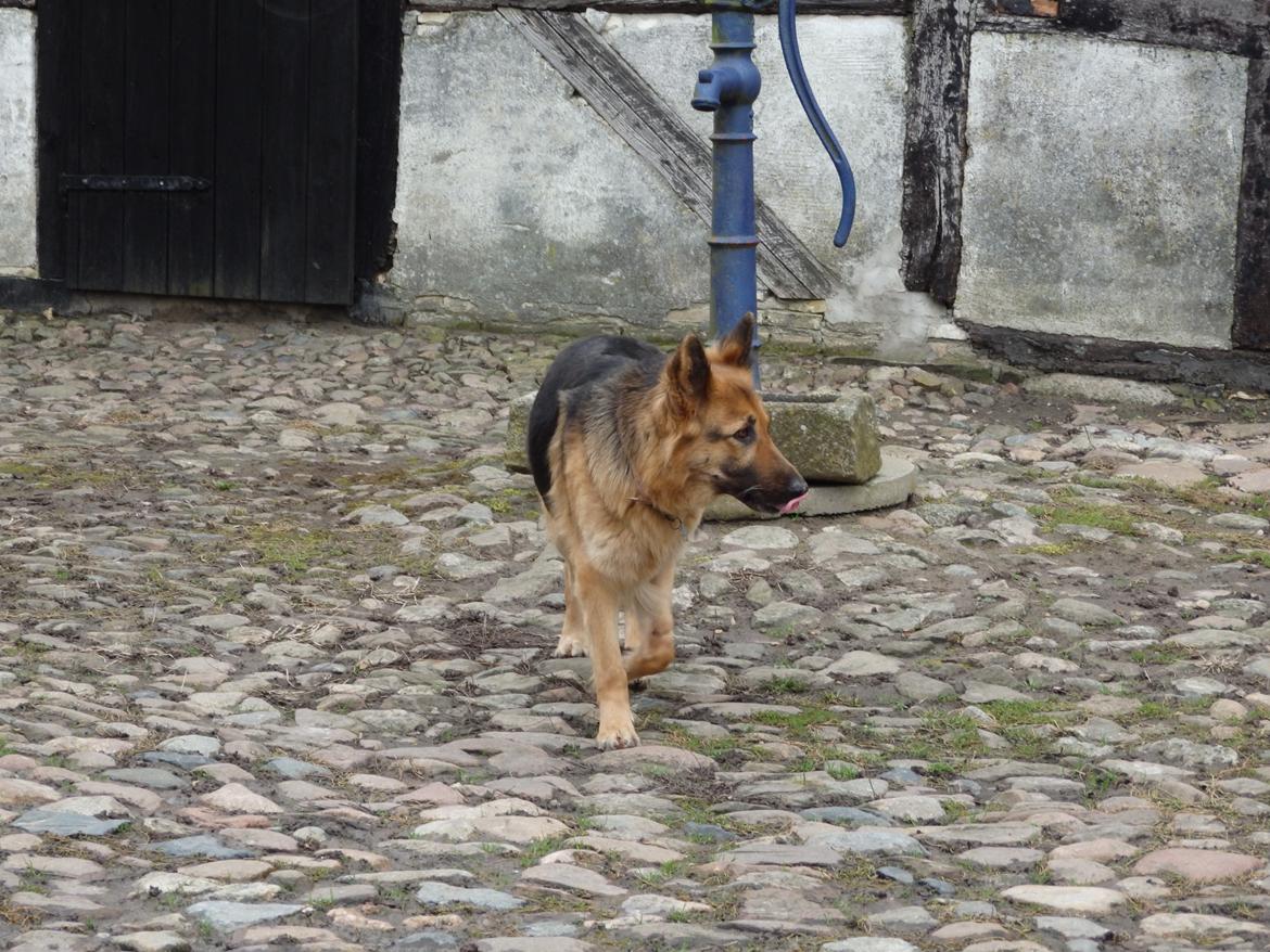 Schæferhund Senta billede 4