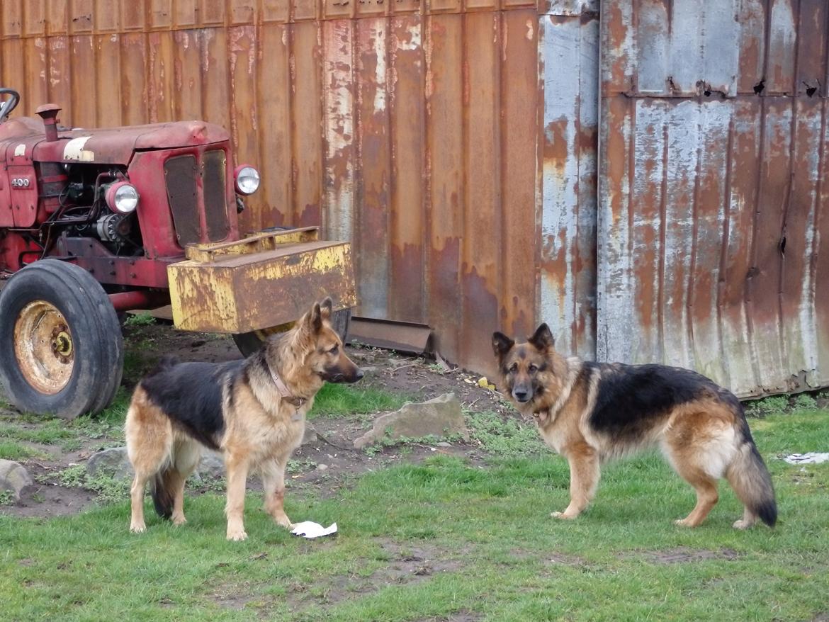 Schæferhund Senta - Senta og søster billede 6