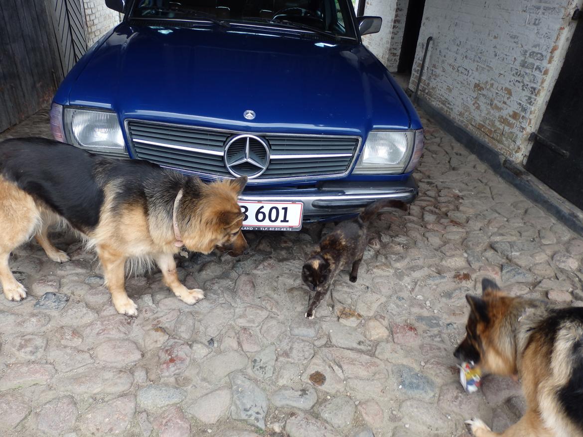 Schæferhund Senta - der kommer katten :) billede 7