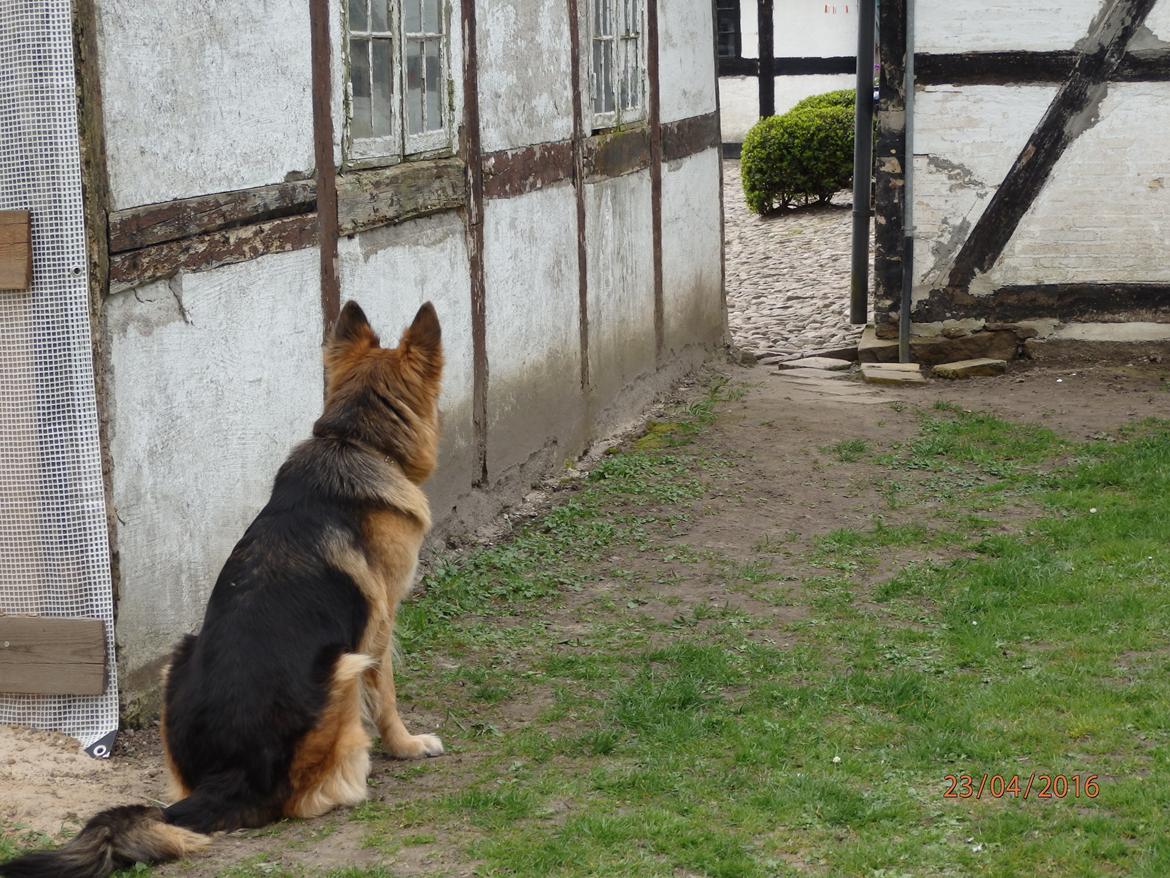 Schæferhund Senta - kommer der nogen ? jeg tror det :) billede 8