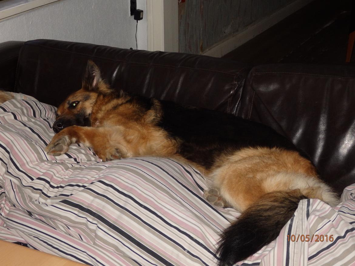 Schæferhund Senta - kan jeg ligge oven på dig mor :D ja det kan jeg og hvor er det dejligt <3 billede 10