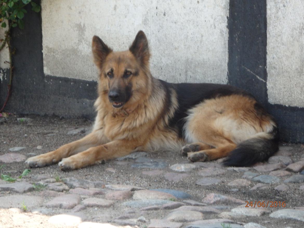 Schæferhund Senta billede 2