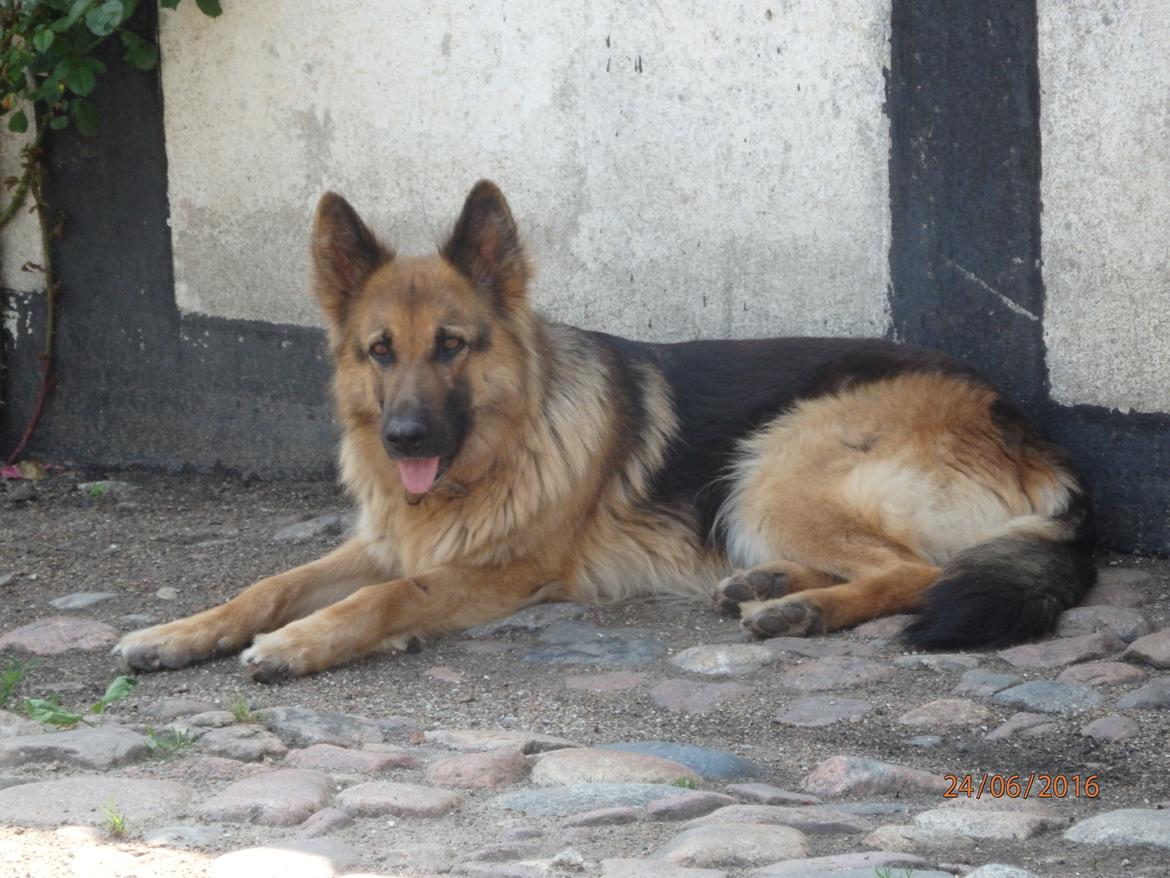 Schæferhund Senta billede 3