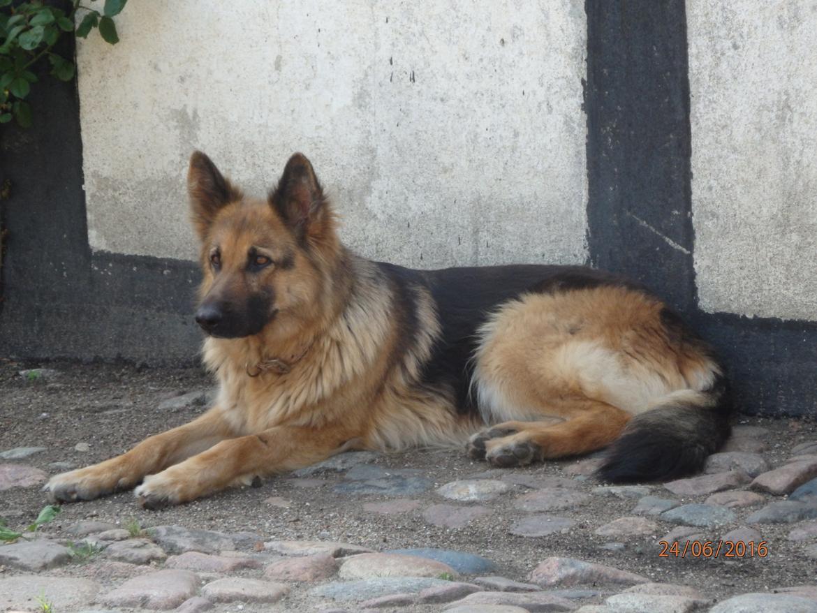 Schæferhund Senta - <3 billede 1