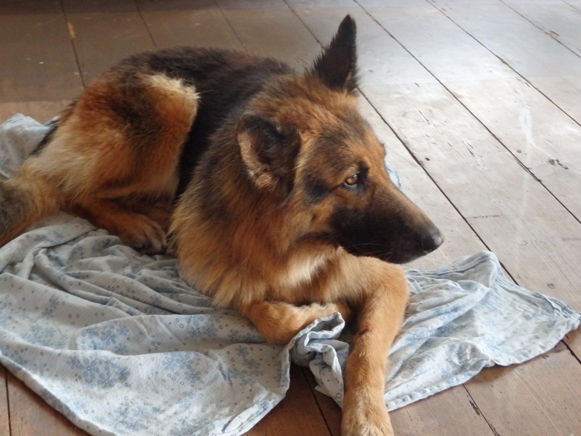 Schæferhund Senta billede 12