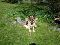 Schæferhund Buffy billede 16