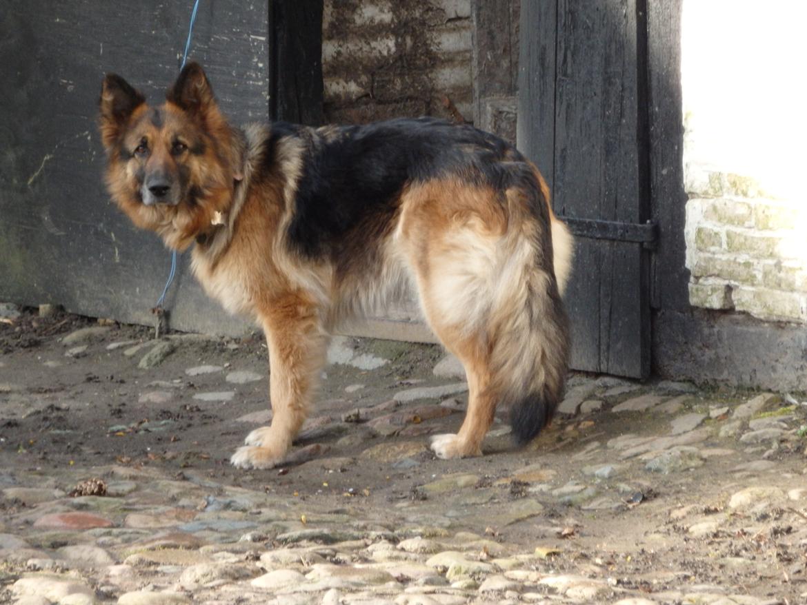 Schæferhund Buffy billede 1