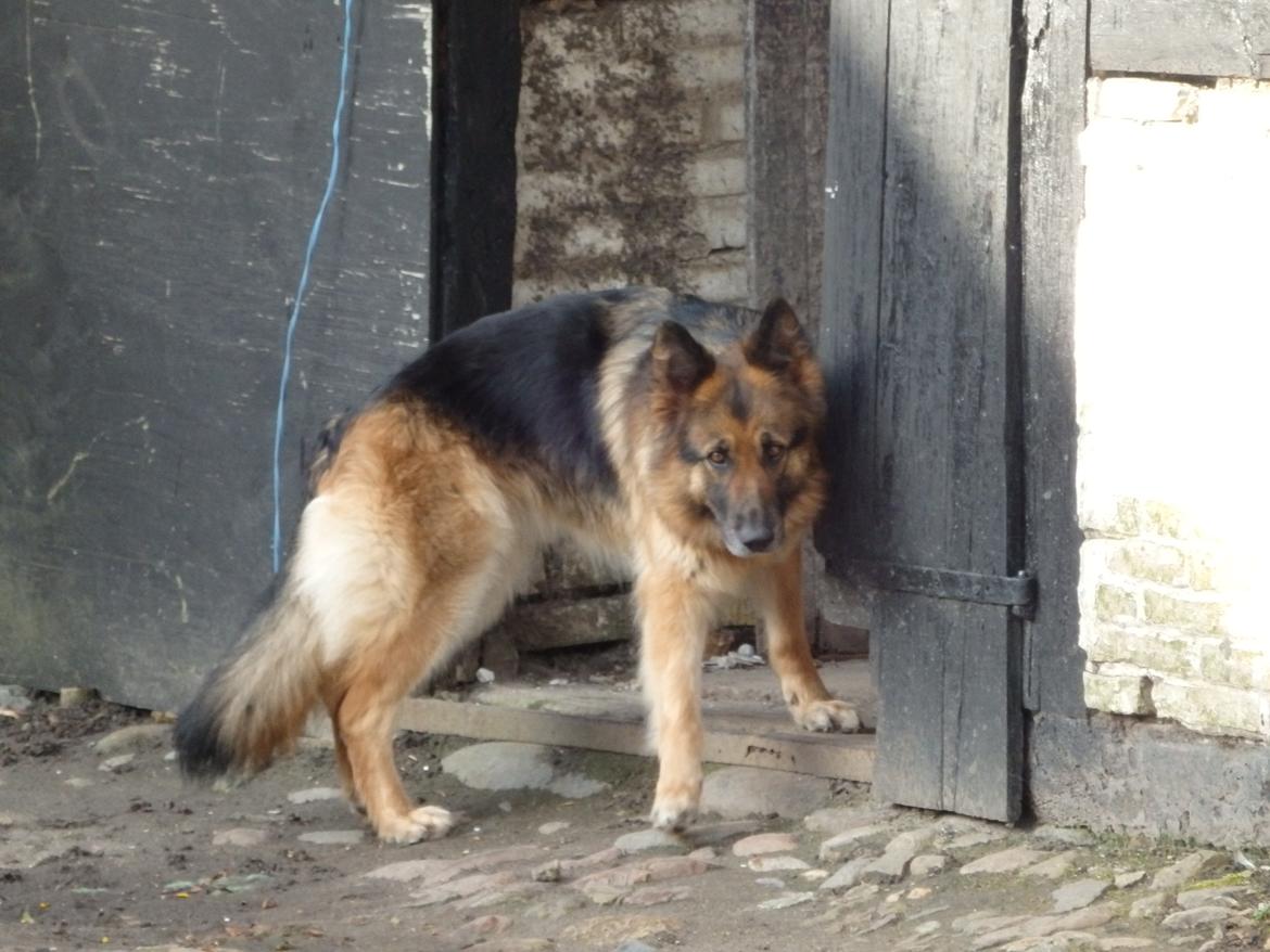 Schæferhund Buffy billede 2