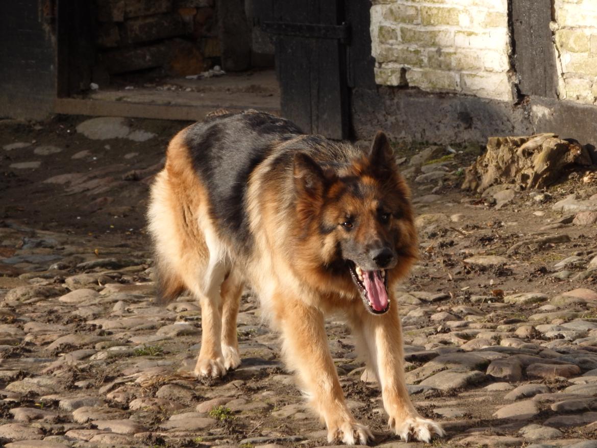 Schæferhund Buffy billede 3