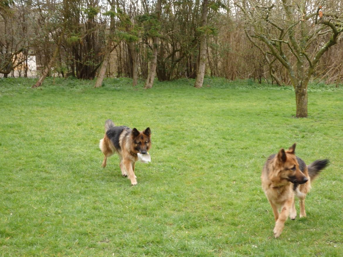 Schæferhund Buffy billede 4