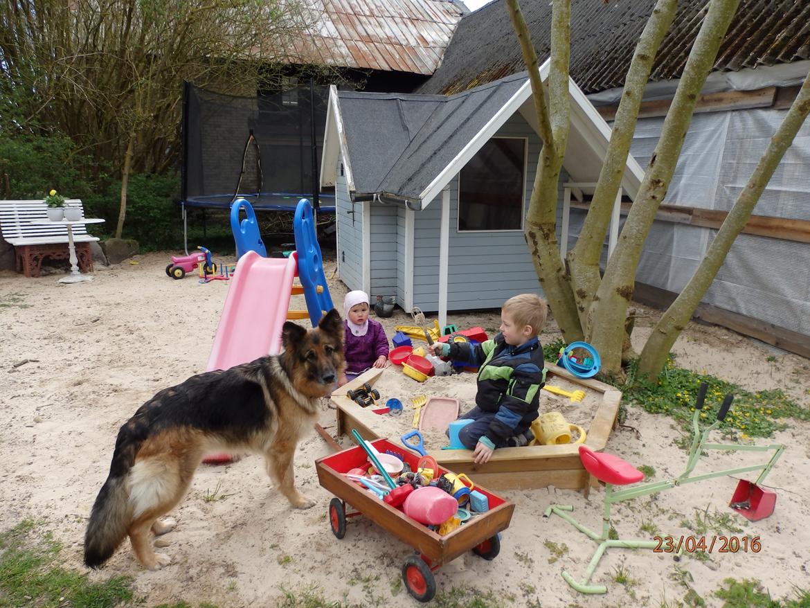 Schæferhund Buffy billede 5