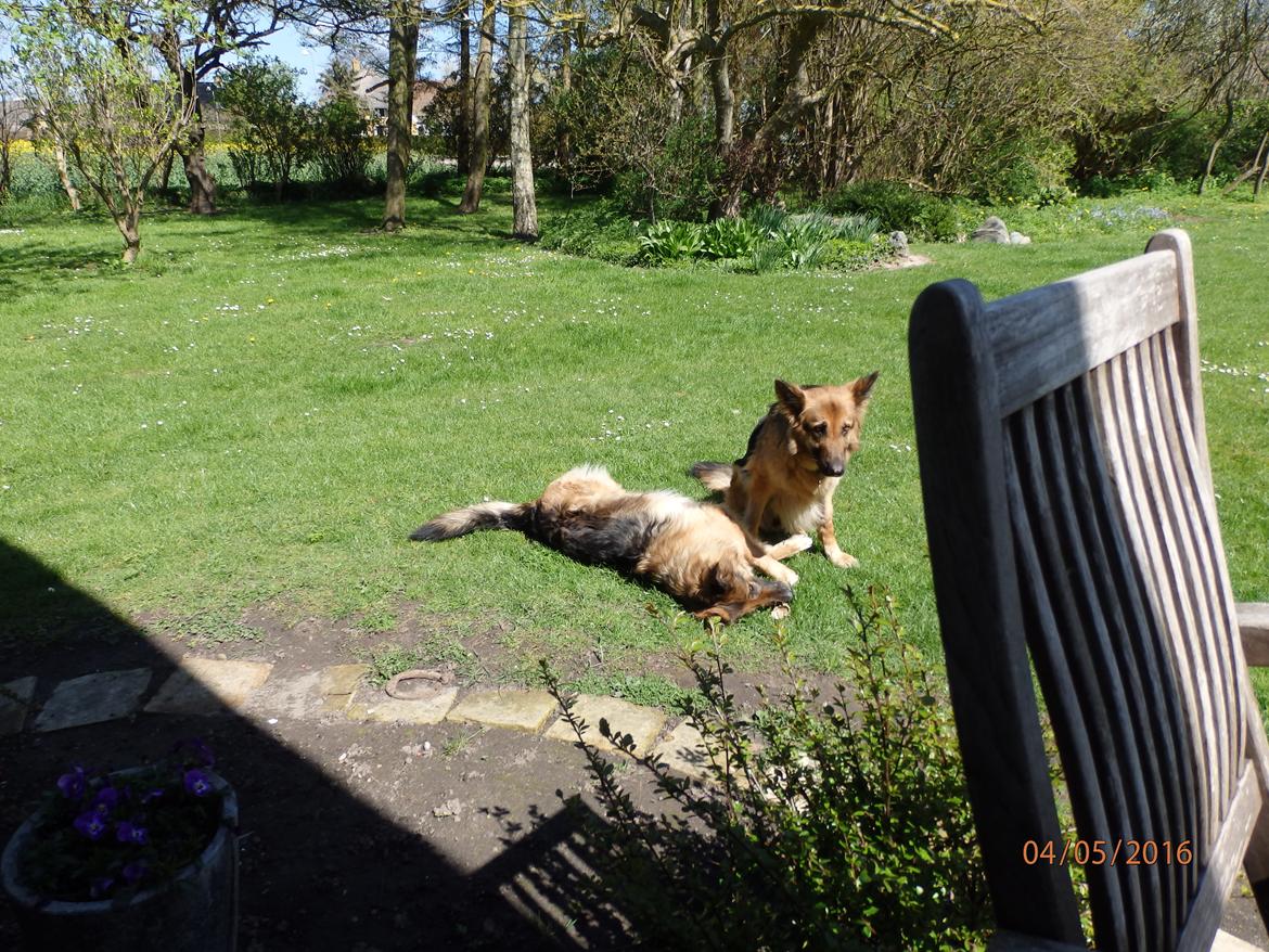 Schæferhund Buffy billede 6