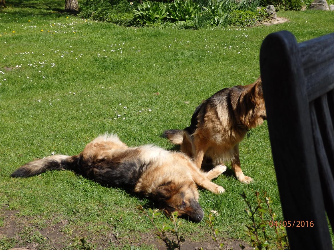 Schæferhund Buffy billede 7