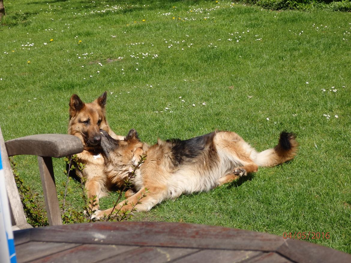 Schæferhund Buffy billede 8