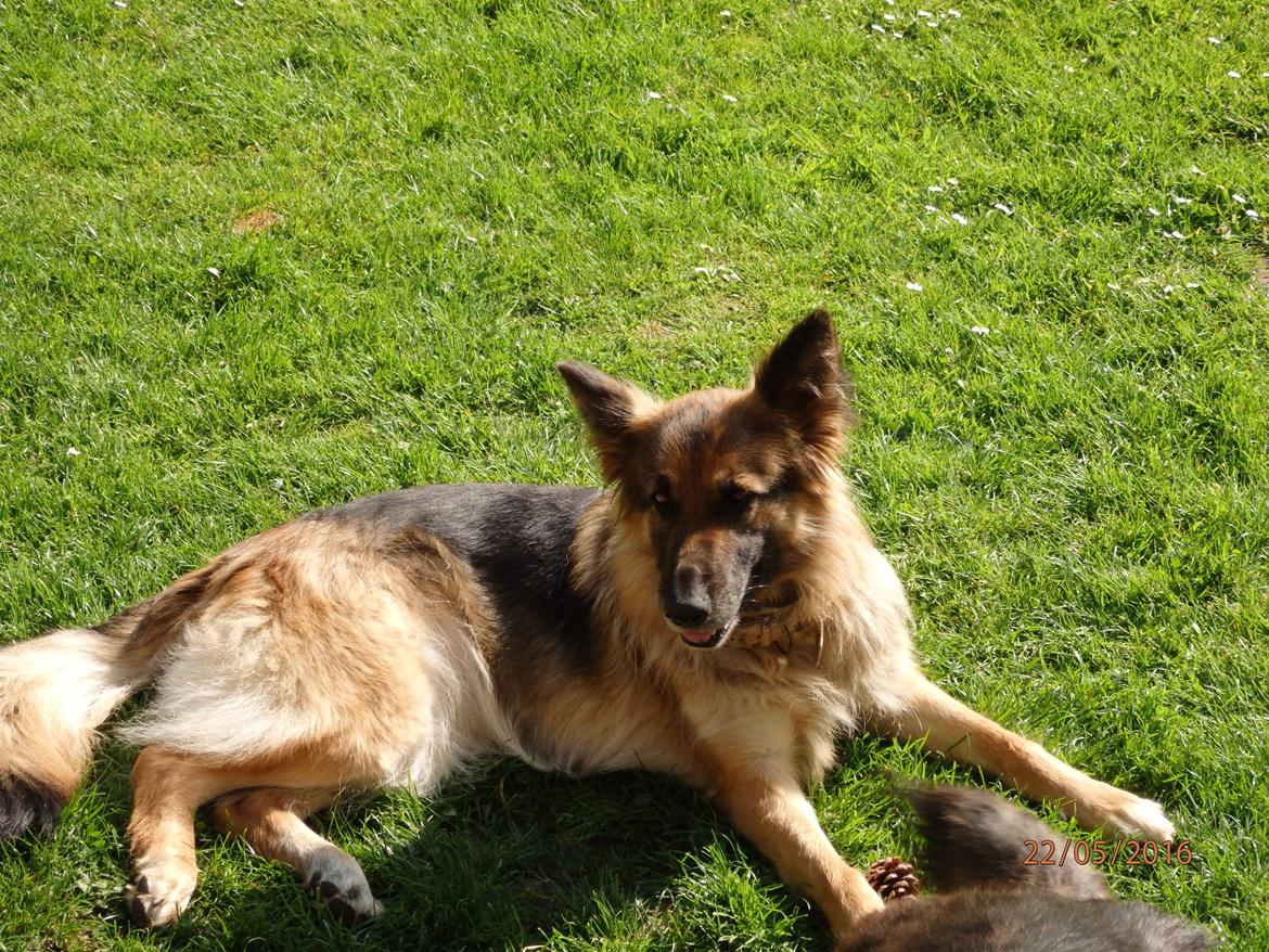 Schæferhund Buffy billede 9