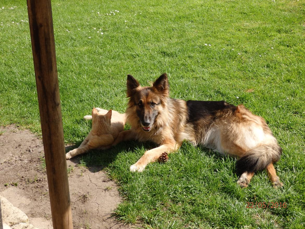 Schæferhund Buffy billede 10