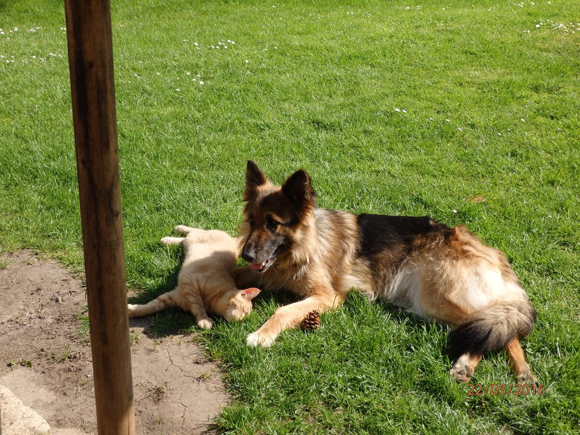 Schæferhund Buffy billede 11